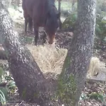 Agroturismo Le Querce Di Cota *