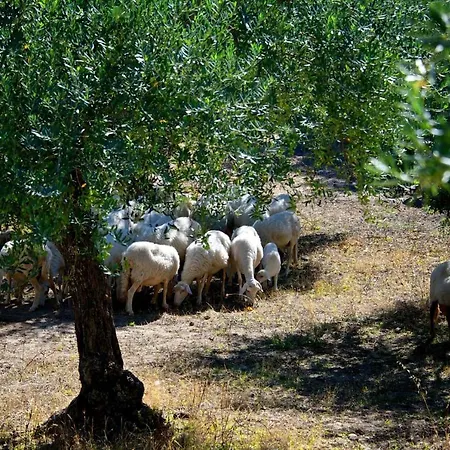 Le Querce Di Cota ファームステイ