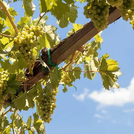 Agroturismo Le Querce Di Cota