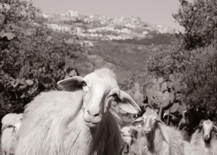 Le Querce Di Cota Troina