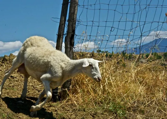 Le Querce Di Cota * Troina