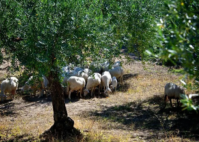 Le Querce Di Cota Farmház