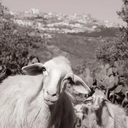 Le Querce Di Cota Troina